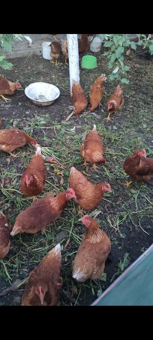 Продам курей Ломан Браун.