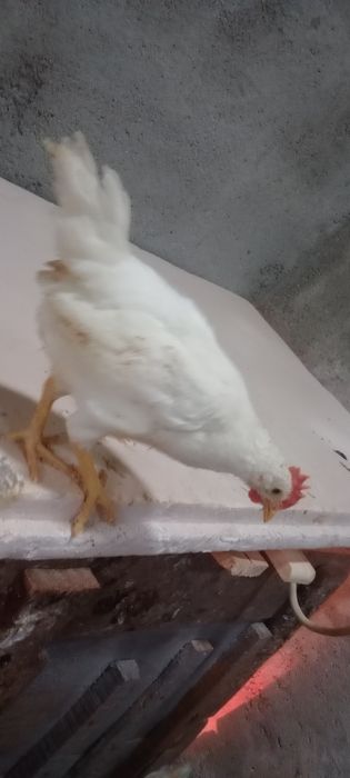 Leghorn white pintos macho