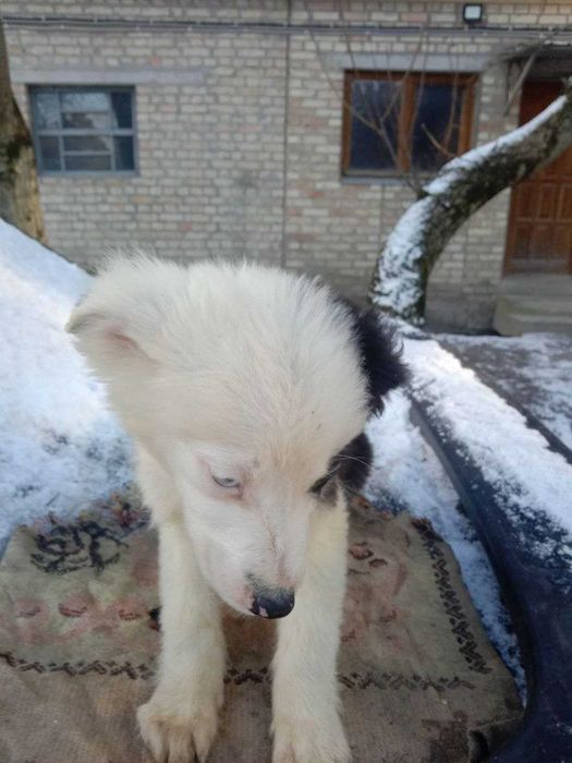 Цуценя Бордер колі