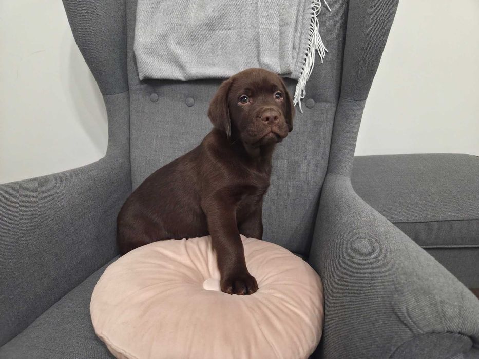 Labrador Retriever - ZKwP (FCI) - Czekoladowy pies