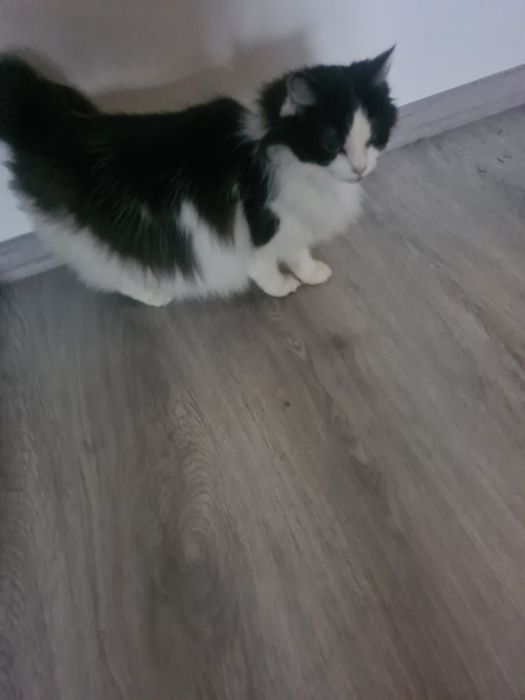 Kotka kotek szuka domu