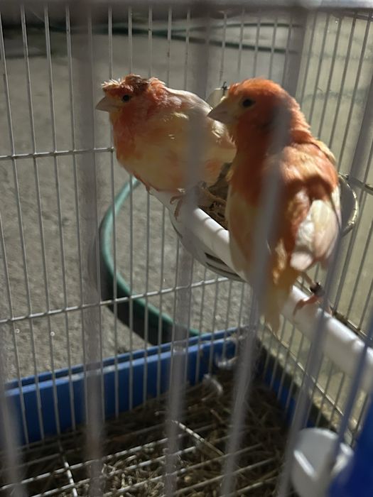 Vendo casal de canarios