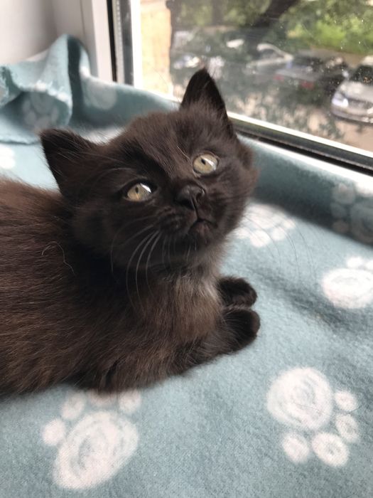 Котята кошки коты