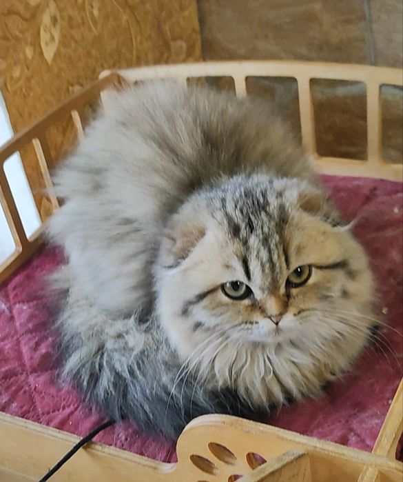 Шикарный мальчик золотой шиншилла фолд