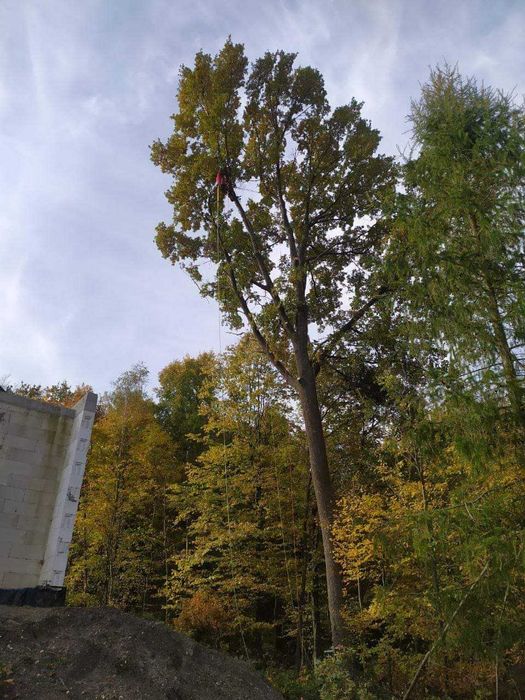Wycinka drzew,skracanie i formowanie koron,ścinka drzew trudnych,rębak
