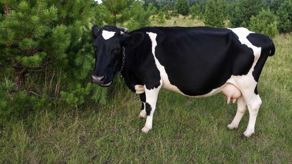 Продам корову 10 років