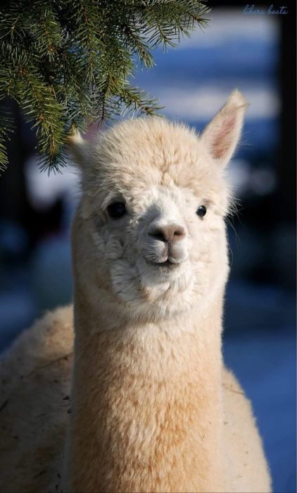 Alpaki po dziadku - owoc jego pasji