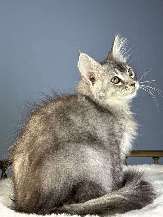 Тикированый мальчик на высоком серебре 3 месяца крупный мейн кун