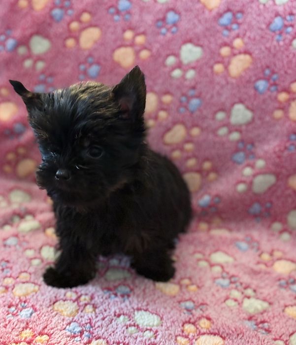 Yorshire Terrier - Suczka