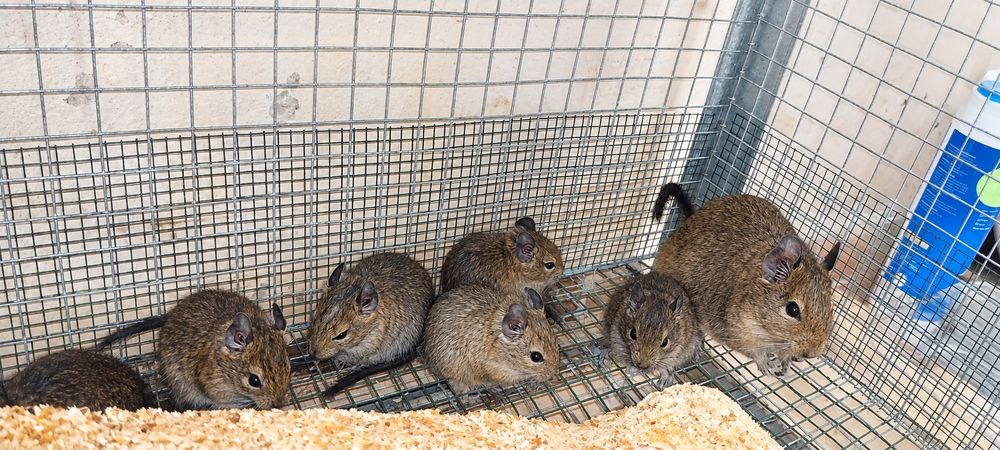 Degus .do .chile