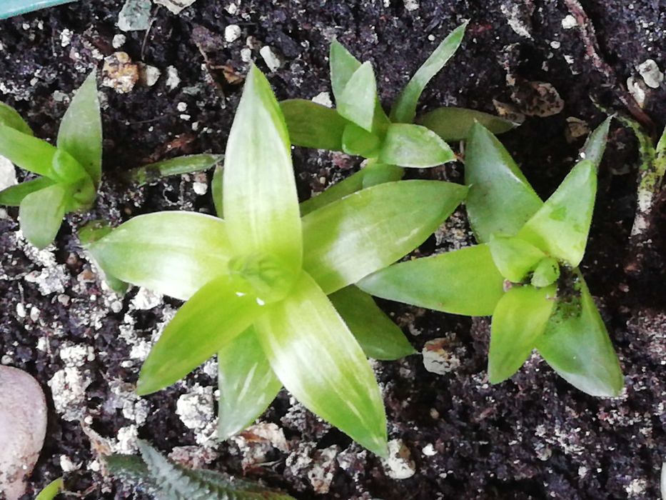 Суккуленти, різні види. Обмін/продаж