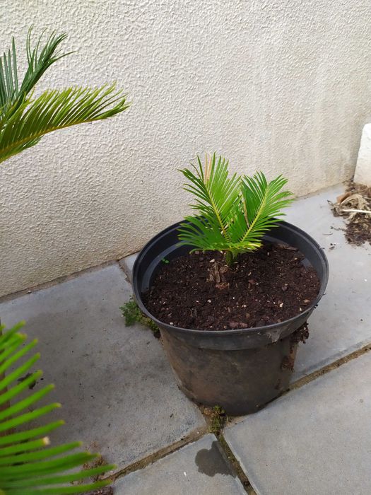 Palmeiras Cycas Revoluta