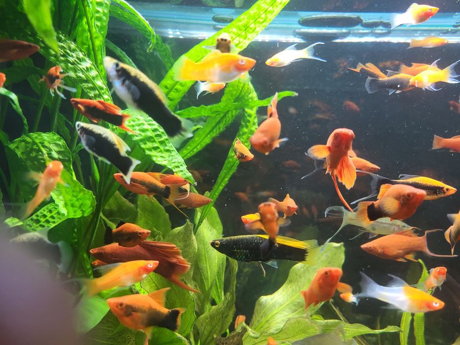 Na Sprzedaż- Mieczyki(Delta,Koi),Glonojady!!!