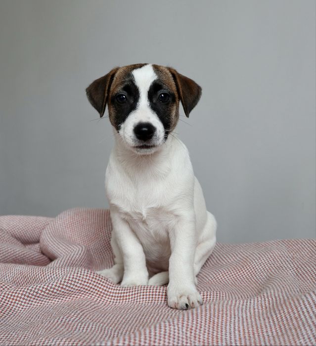 Міні дівчинка Джек Рассел КСУ /:010