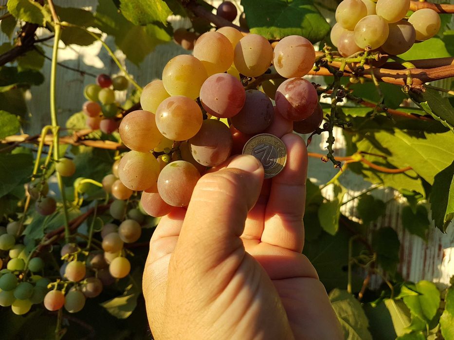 Pyszne winogrono Deserowe-sadzonki.