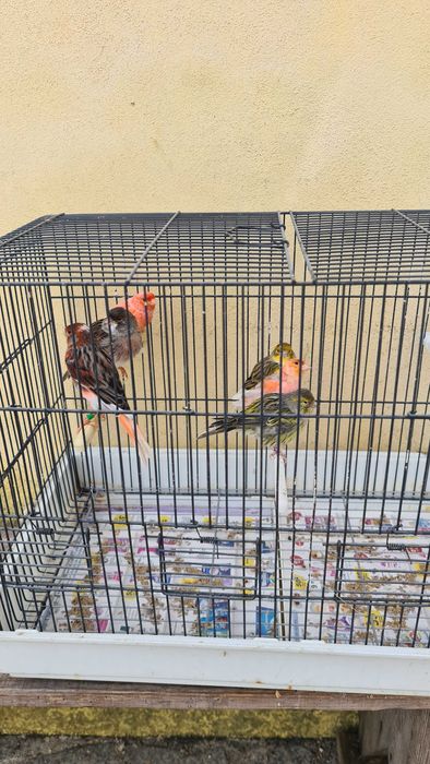 Gaiola com pássaros