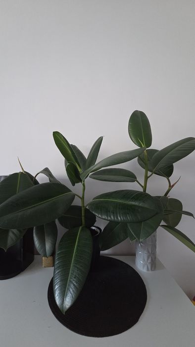 Fiskus figowiec sprężysty duży zielony kwiat doniczkowy