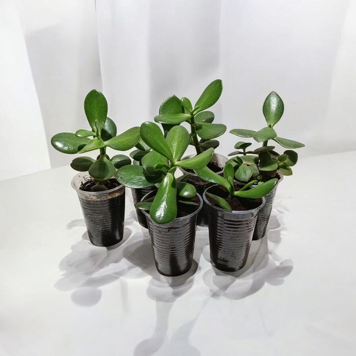 Денежное дерево, крассула, толстянка