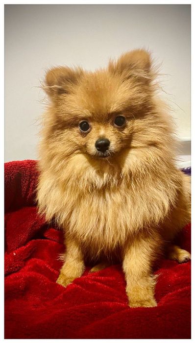 Померанський шпіц