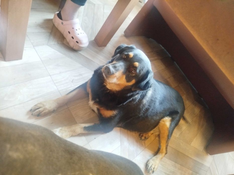 Spójrz w te smutne oczy i przytul samotnego pieska. Okol.Limanowej