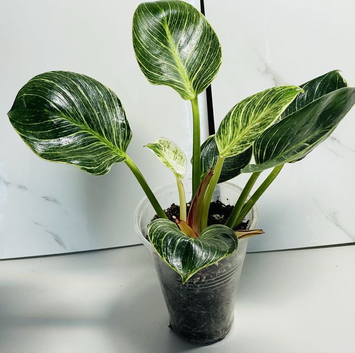 Филодендроны Пинатифидум голд, Антуриум