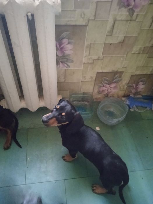 Віддам даром Цуценят такси