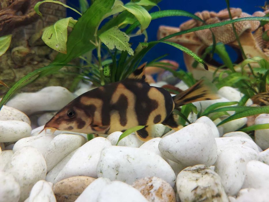 Боція , акулий барбус: 100 грн. - Акваріумістика Львів на Olx