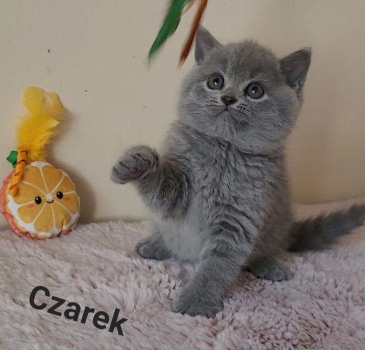 Kot brytyjski kociak