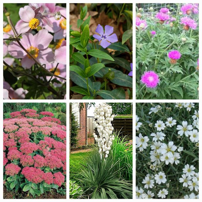 Ірис бордюрний карликовий жовтий