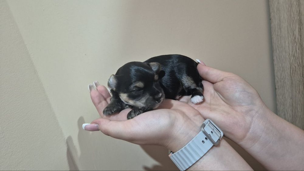 Yorkshire Terrier suczka