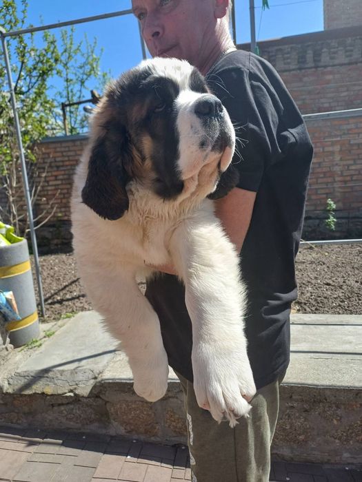 Щенки сенбернара