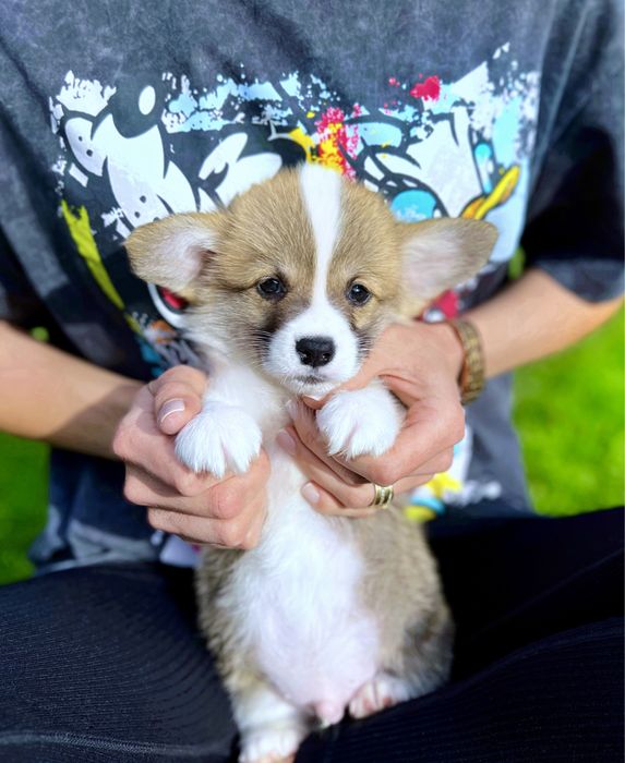 Вельш корги пемброк