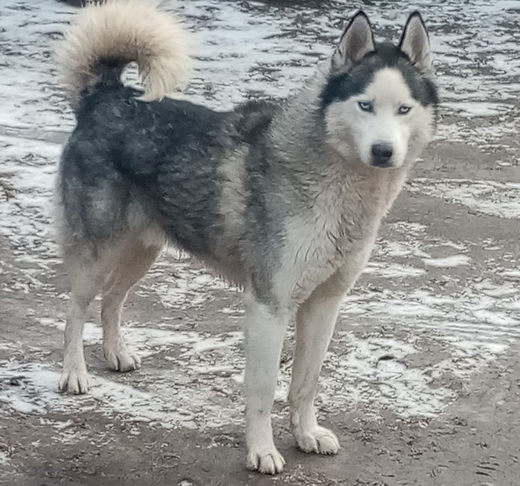 Szczeniak Syberian Husky