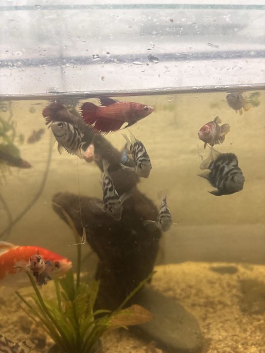 Bettas femeas de varios padroes