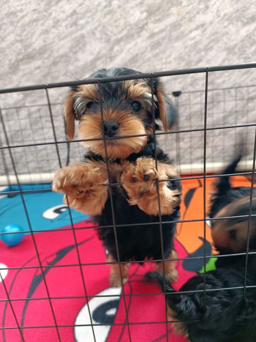 Йоркширський терьер Стандарт