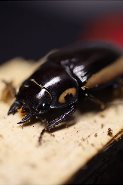 NOWOŚCI Larwy chrząszczy