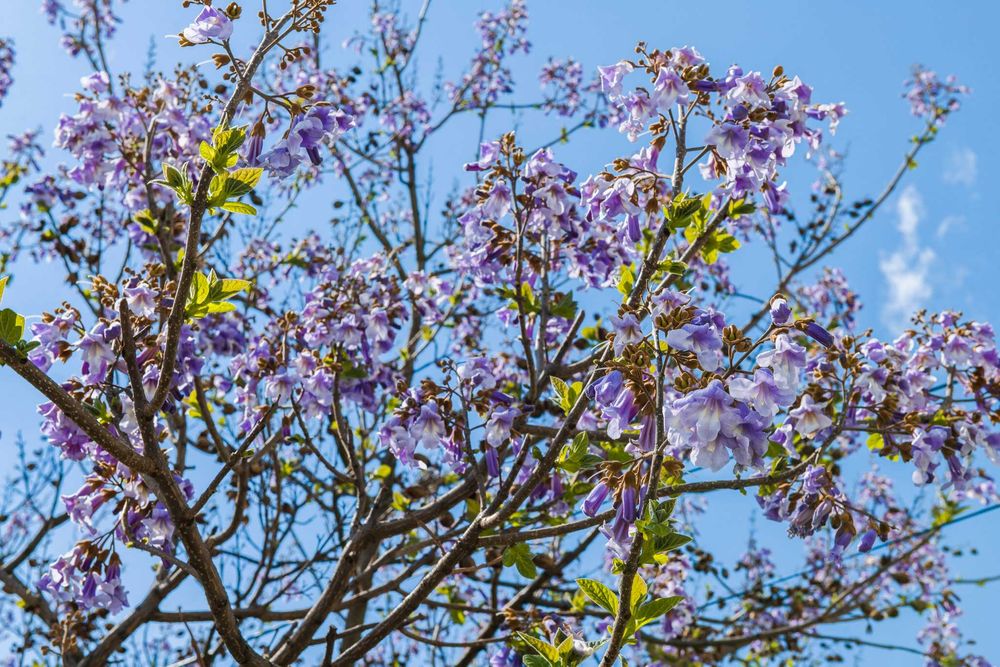 Paulownia nasiona 1000szt. Cesarskie drzewo + gratis do każdego zakupu