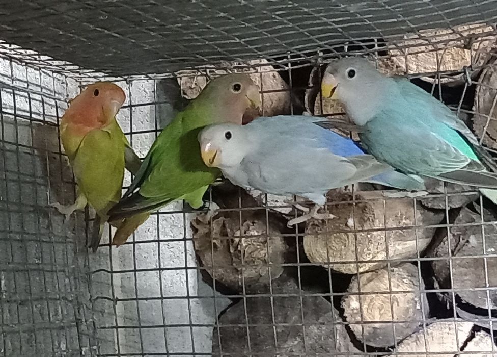 Agapornis roseicollis disponiveis