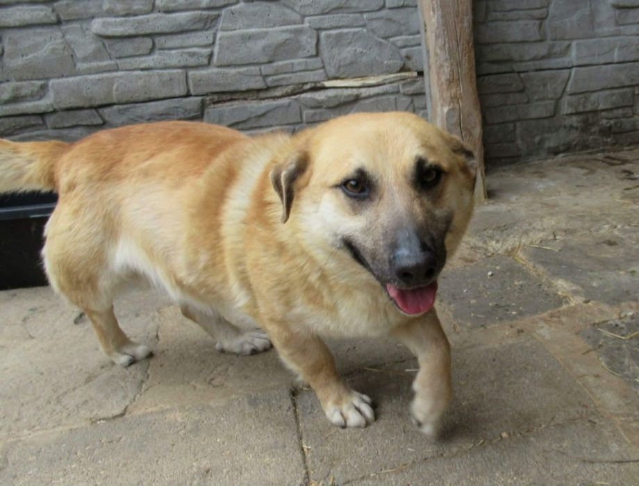 Natanek do adopcji