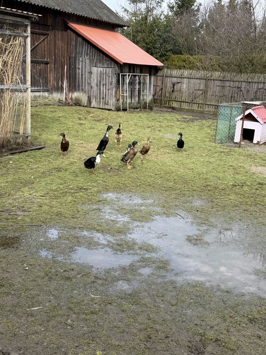 Kaczki biegusy 6 tygodni