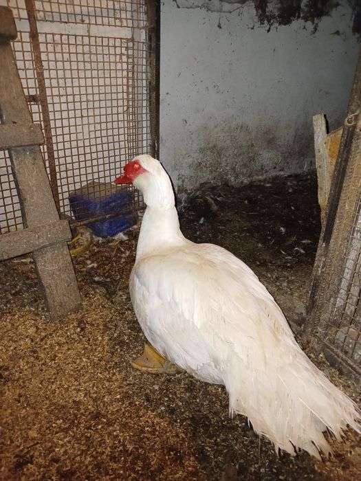 Мускусні качки ,каченята,інкубаційні яйця