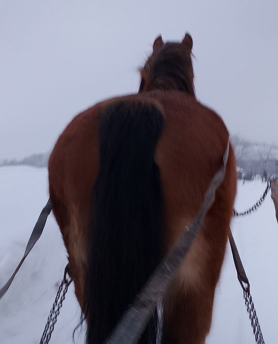 sprzedam klacz pkz lat 13