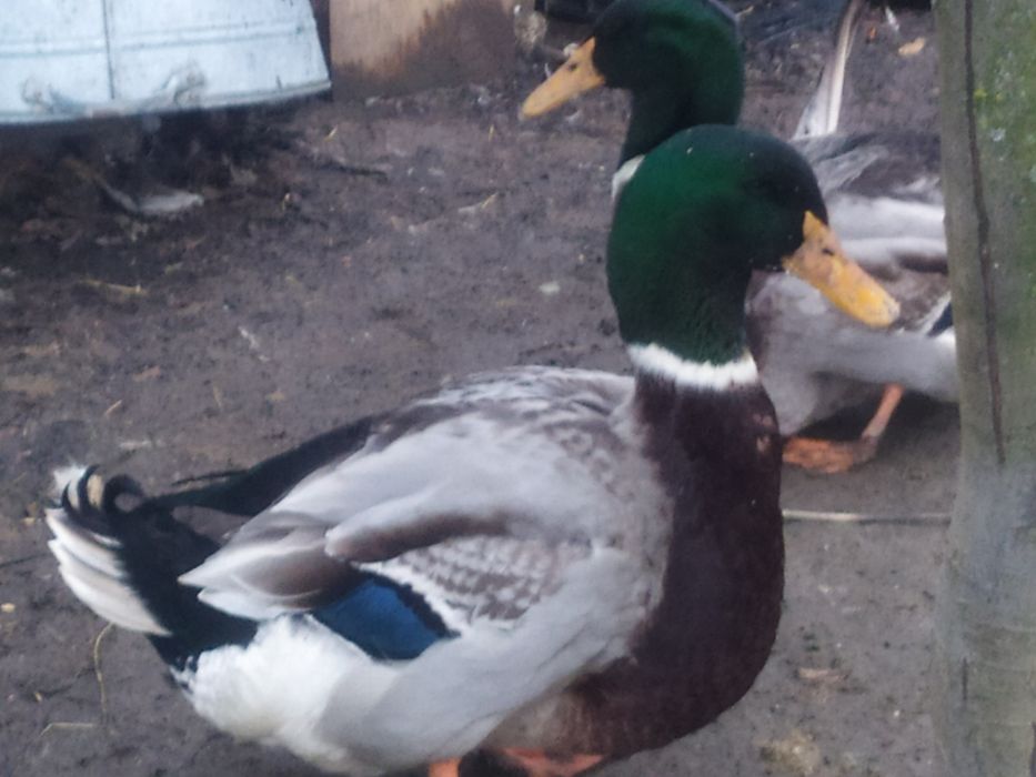 Продам пару Руанськіх качкок