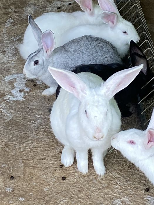 Coelhos saudaveis
