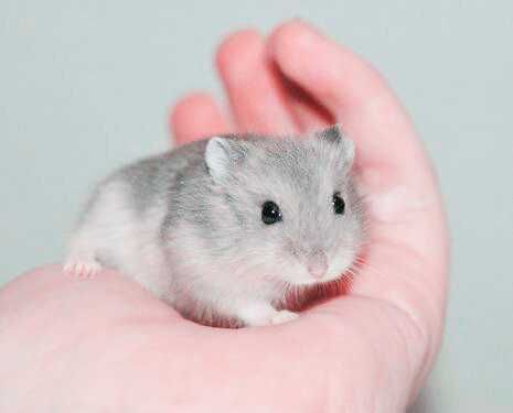 Джунгарские хомячки, хомяки, хомячата, хомяк, карликовые, джунгарики
