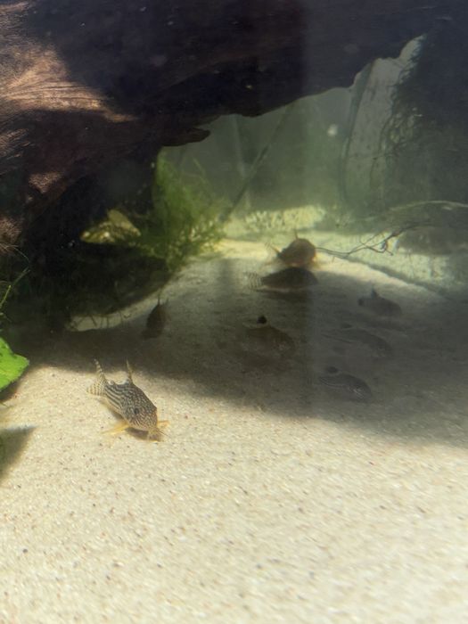 Aquário completo 300L