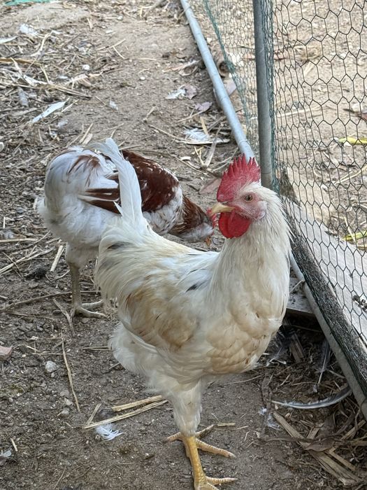 Varios pinto e gallos