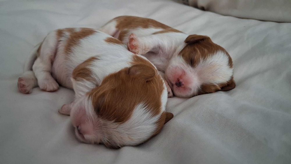 Sprzedam cavalier king spaniel Chlopiec