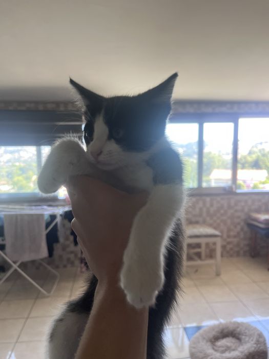 Dou gatinho bebe