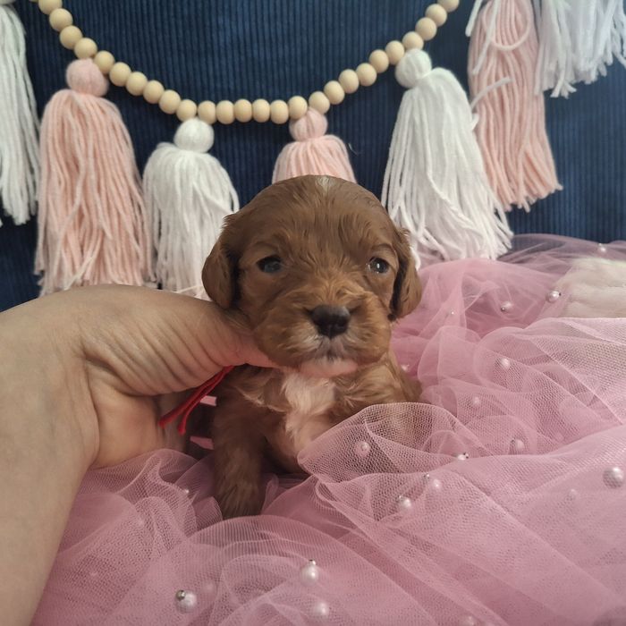 Cavapoo F1 sunia